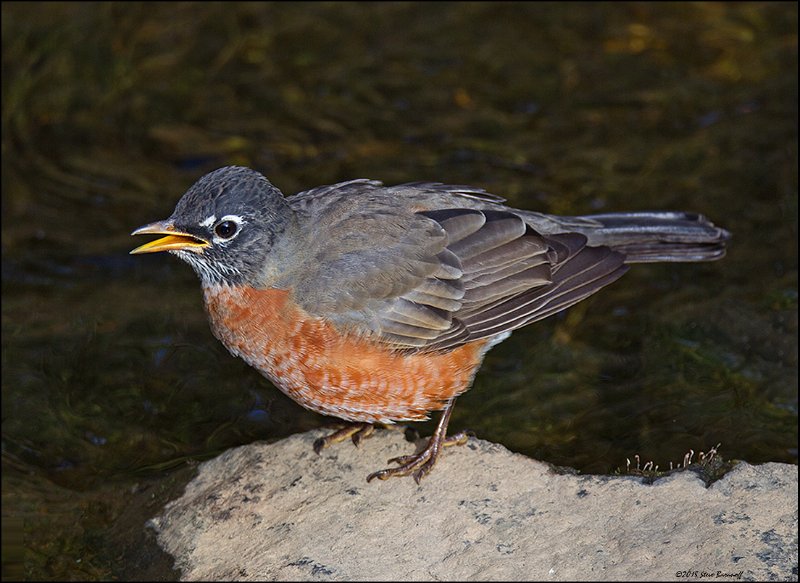 _5SB6249 american robin.jpg